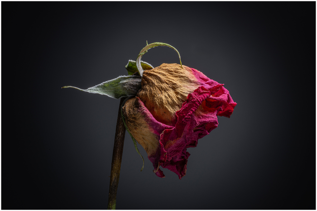 Ageing Rose - Steve Bird - 1st Place